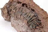 Crotalocephalina Trilobite With Prepared Microfossils #210219-4